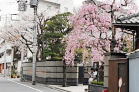 桜写真