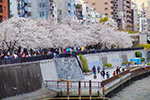 隅田公園 画像